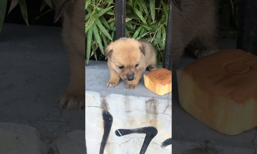 Daily Compilation For Rescue Homeless Dogs and Cats, By Animals Hobbi 884