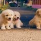 cute puppies 🥰😍