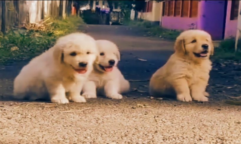 cute puppies 🥰😍