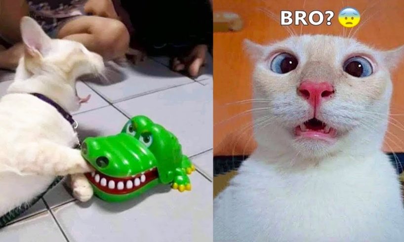 Funniest Animals - Best Of The 2021 Funny Animal Videos #55