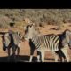 Amazing Wild Animals Attacks - Wild Animal Fights Caught On Camera | Wild Animals 🥏🥏