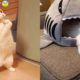 Funniest Animals - Best Of The 2021 Funny Animal Videos #56