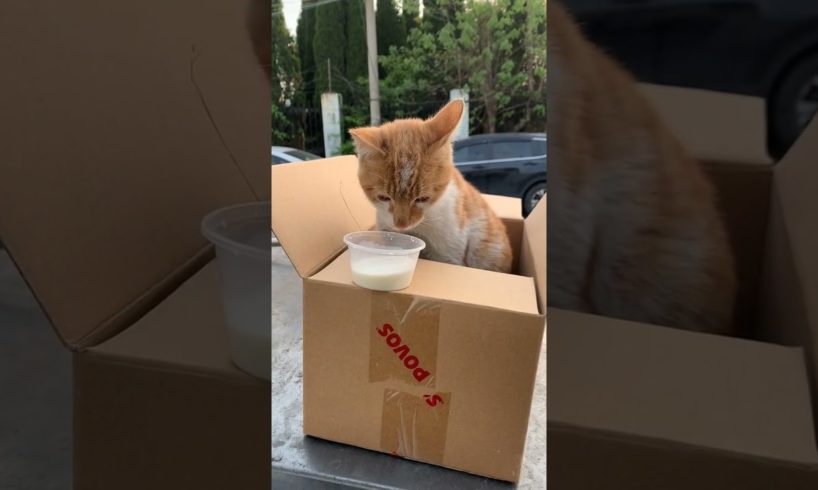 Daily Compilation  For Rescue Homeless Dogs and Cats, By Animals Hobbi 1102