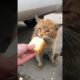 Daily Compilation  For Rescue Homeless Dogs and Cats, By Animals Hobbi 1079