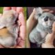 Cutest baby animals Videos Compilation Cute moment of the Animals - Cutest Animals #12