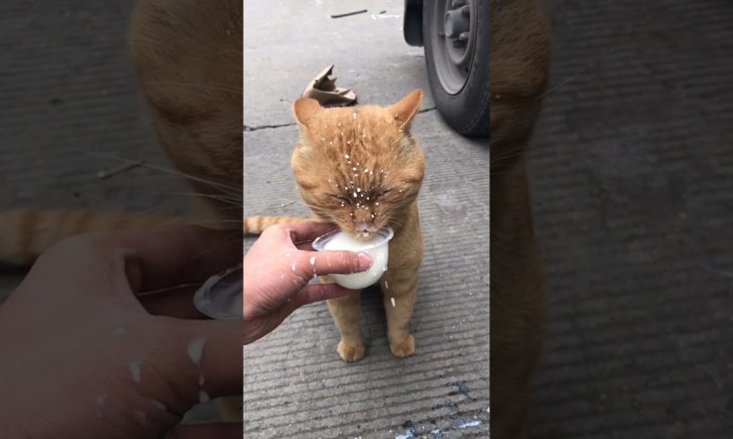 Daily Compilation For Rescue Homeless Dogs and Cats, By Animals Hobbi 893