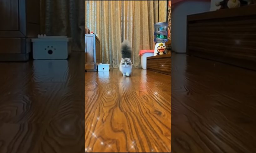 🐕 Smart Dog Video 2021 #short  cutest puppies city,cutest puppies in the world  #   790