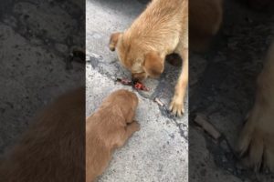 Daily Compilation  For Rescue Homeless Dogs and Cats, By Animals Hobbi 1163