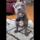 Cute Puppies Doing Funny Things|Cutest Puppies In The World | Cutest and Adorable dogs 🐶🐕🐩🐕‍🦺