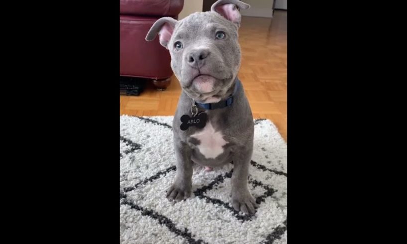 Cute Puppies Doing Funny Things|Cutest Puppies In The World | Cutest and Adorable dogs 🐶🐕🐩🐕‍🦺