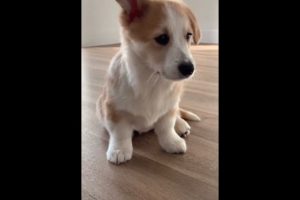 Cute Puppies Doing Funny Things|Cutest Puppies In The World | Cutest and Adorable dogs 🐶🐕🐩🐕‍🦺