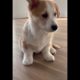 Cute Puppies Doing Funny Things|Cutest Puppies In The World | Cutest and Adorable dogs 🐶🐕🐩🐕‍🦺