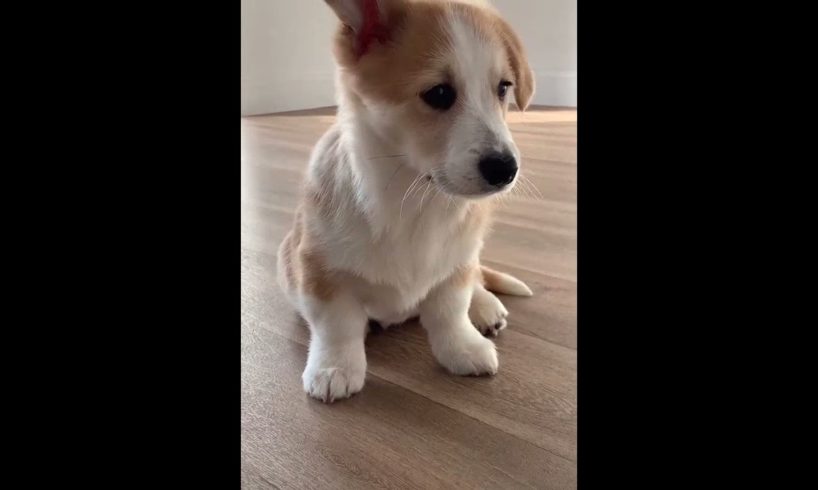 Cute Puppies Doing Funny Things|Cutest Puppies In The World | Cutest and Adorable dogs 🐶🐕🐩🐕🦺