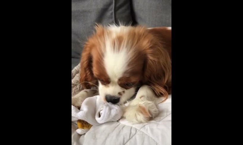 Cute Puppies Doing Funny Things|Cutest Puppies In The World | Cutest and Adorable dogs 🐶🐕🐩🐕‍🦺