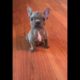 Cute Puppies Doing Funny Things|Cutest Puppies In The World | Cutest and Adorable dogs 🐶🐕🐩🐕‍🦺