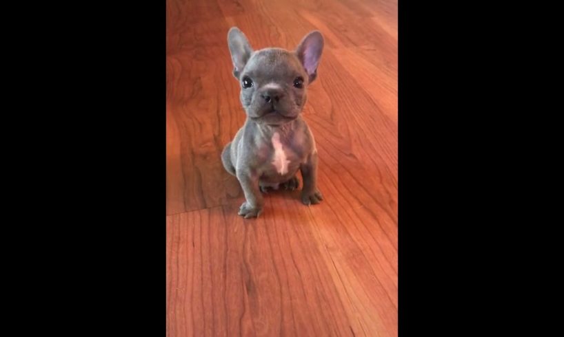 Cute Puppies Doing Funny Things|Cutest Puppies In The World | Cutest and Adorable dogs 🐶🐕🐩🐕🦺