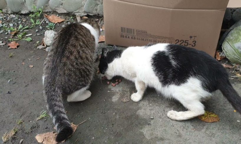 2 hungry homeless cats want eat. rescue animals,animals,cats,rescue cats,abandoned kittens