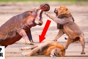 5 Merciless Animal Fights Ever Captured On Film