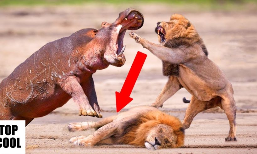 5 Merciless Animal Fights Ever Captured On Film