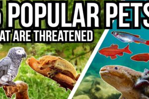 5 Popular Pets That Are Threatened In The Wild
