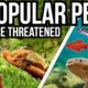 5 Popular Pets That Are Threatened In The Wild