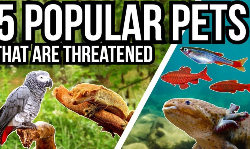 5 Popular Pets That Are Threatened In The Wild