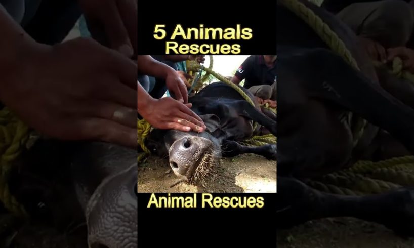 5 animal rescues that will restore your faith in humanity | #shorts #youtubeshorts