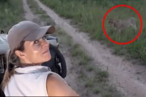 6 Lion Encounters That Will Give You Chills (Part 2)