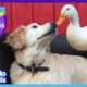 85 Minutes Of Animals Who Are Absolutely Obsessed With Each Other | Animal Videos | Dodo Kids