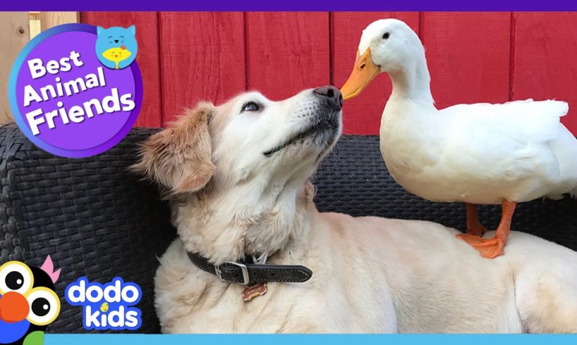 85 Minutes Of Animals Who Are Absolutely Obsessed With Each Other | Animal Videos | Dodo Kids