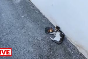 A cat got hit by a car - Takis Shelter
