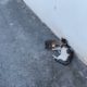 A cat got hit by a car - Takis Shelter