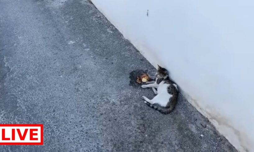 A cat got hit by a car - Takis Shelter