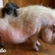 A esta gatita le encanta montar en la espalda de su hermana cerdita | El Dodo