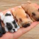 AWW CUTE BABY ANIMALS - Funny and cute moments of animal loving family - OMG Animls Soo Cute #30