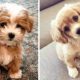 AWW CUTEST baby animals videos compilation cutest moment of the animals - OMG Cute Puppies #1