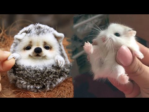 AWW SO CUTE! Cutest baby animals Videos Compilation Cute moment of the Animals - Cutest Animals #9