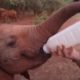 Adorable Baby Animal Moments (Part 2) | Top 5 | BBC Earth