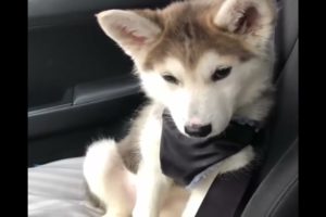 Adorable Cute Funny Husky Dogs Puppy, Cutest Puppies Video Compilations #1