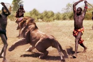 African people Attack wild Animal | Willd animal Fights caught on camera | Lion Hunting, D Weather,