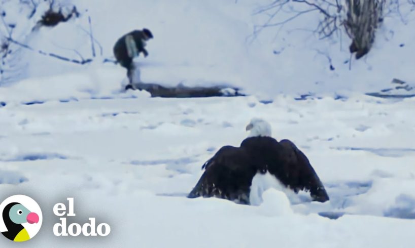 Águila calva congelada en el lago es encontrada justo a tiempo | El Dodo