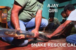 Ajay Giri rescues a big King cobra in Agumbe (India), filmed by Living Zoology, Snake Rescue Call