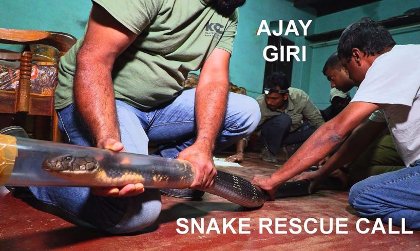 Ajay Giri rescues a big King cobra in Agumbe (India), filmed by Living Zoology, Snake Rescue Call