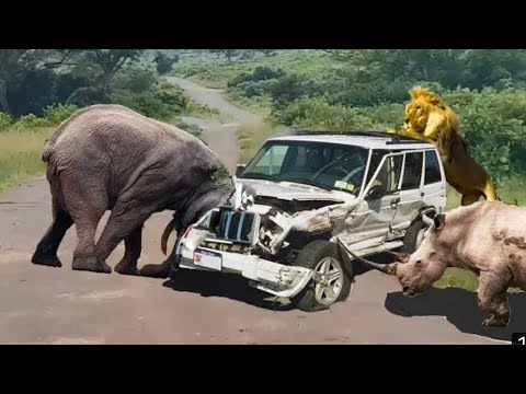 Amazing Wild Animals Attacks - Wild Animal Fights Caught On Camera | Wild Animals Ultimate Fights