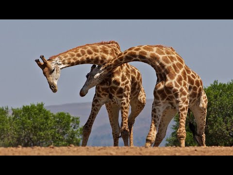 Animal Fights Caught On Camera Compilation: HD Animal Fight to Death