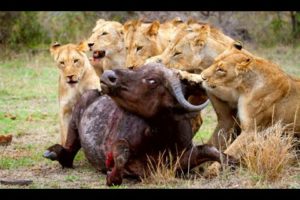 Animal Fights! Elephant Save Baby From Crocodile and Lion! Hyena vs Lion, Buffalo, Crocodile