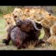 Animal Fights! Elephant Save Baby From Crocodile and Lion! Hyena vs Lion, Buffalo, Crocodile