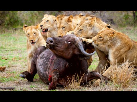 Animal Fights! Elephant Save Baby From Crocodile and Lion! Hyena vs Lion, Buffalo, Crocodile