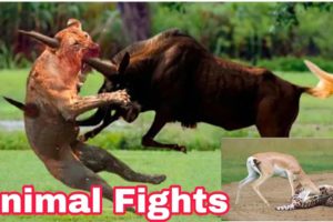 Animal Fights || The Greatest Fights In The Animal Kingdom
