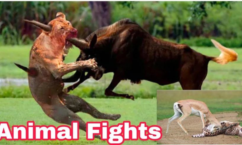Animal Fights || The Greatest Fights In The Animal Kingdom